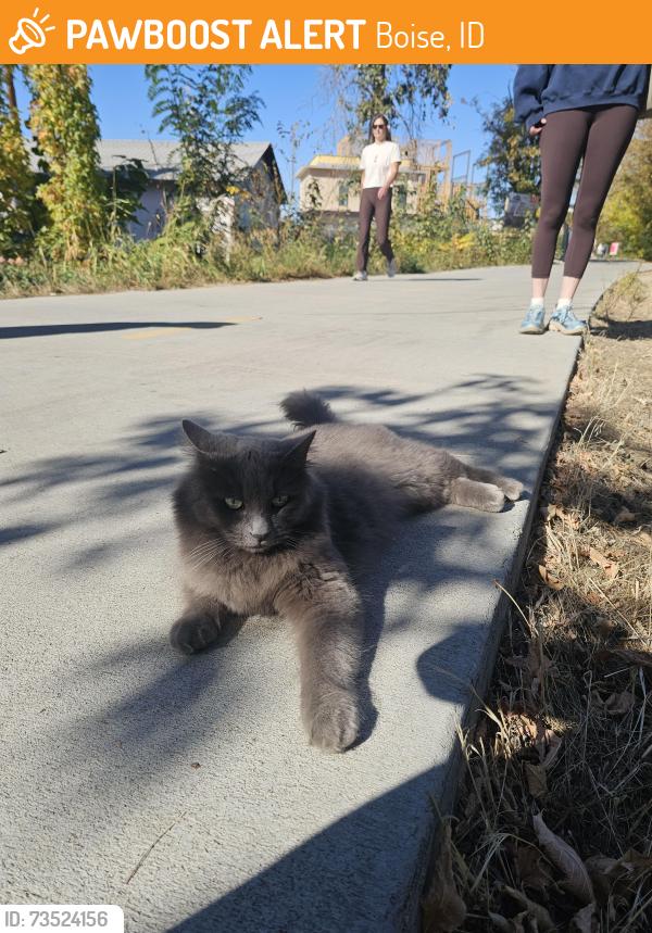 Found/Stray Unknown Cat last seen Green belt in between the wave and ling and yard arm, Boise, ID 83712
