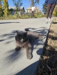 Found/Stray Unknown Cat last seen Green belt in between the wave and ling and yard arm, Boise, ID 83712