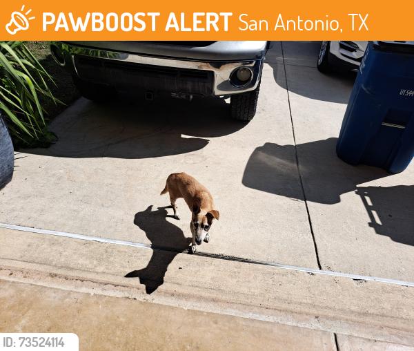 Found/Stray Unknown Dog last seen Overlook Parkway, San Antonio, TX 78260