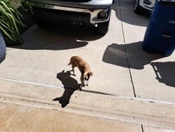 Found/Stray Unknown Dog last seen Overlook Parkway, San Antonio, TX 78260