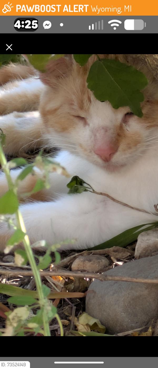 Found/Stray Unknown Cat last seen Nagel and Whiting Southwest, Wyoming, MI 49509