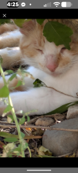Found/Stray Unknown Cat last seen Nagel and Whiting Southwest, Wyoming, MI 49509