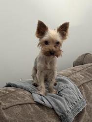 Lost Female Dog last seen Rosemary, Clematis, West Palm Beach, FL 33401