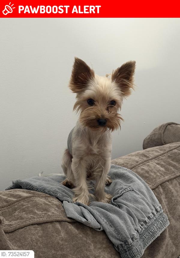 Lost Female Dog last seen Rosemary, Clematis, West Palm Beach, FL 33401