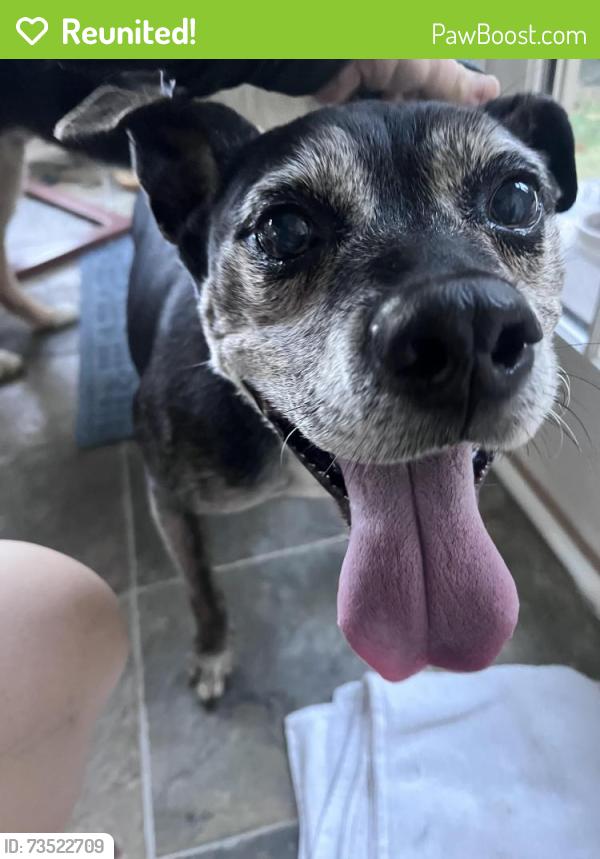 Reunited Male Dog last seen Glenmary and Biddle St, Cincinnati, OH 45220