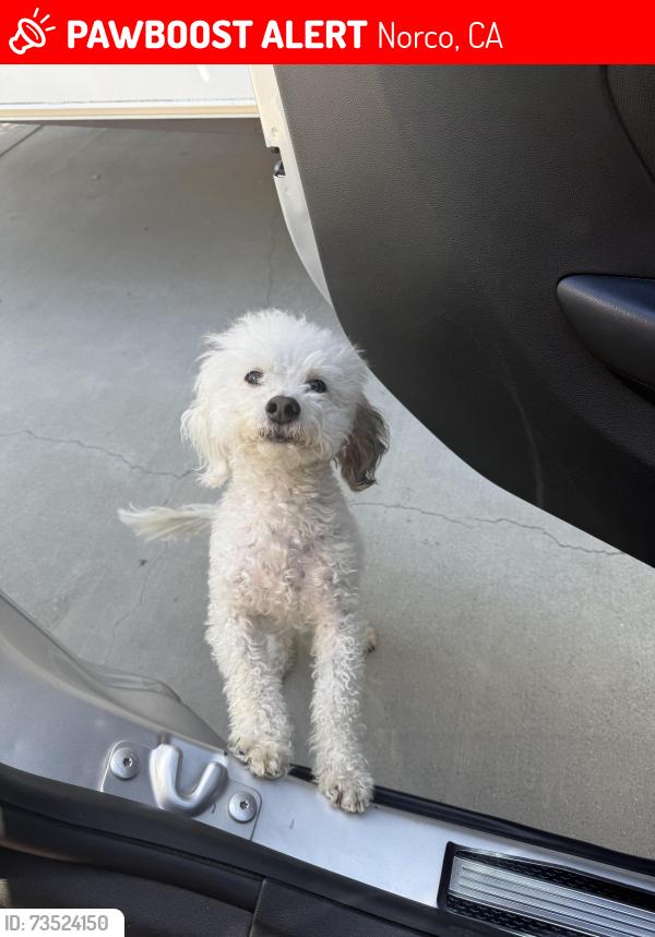 Lost Male Dog last seen Second street, Norco, CA 92860