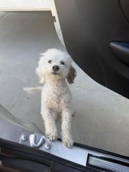 Lost Male Dog last seen Second street, Norco, CA 92860