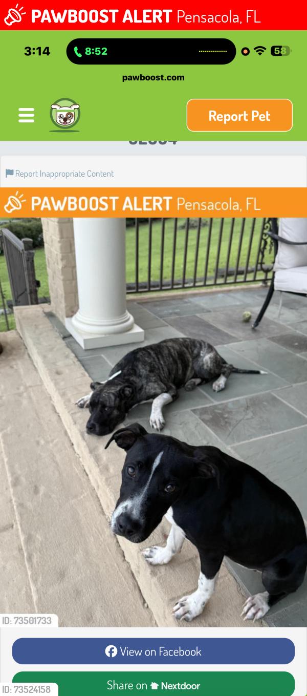 Lost Female Dog last seen Pace and jordan, Pensacola, FL 32501