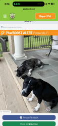 Lost Female Dog last seen Pace and jordan, Pensacola, FL 32501