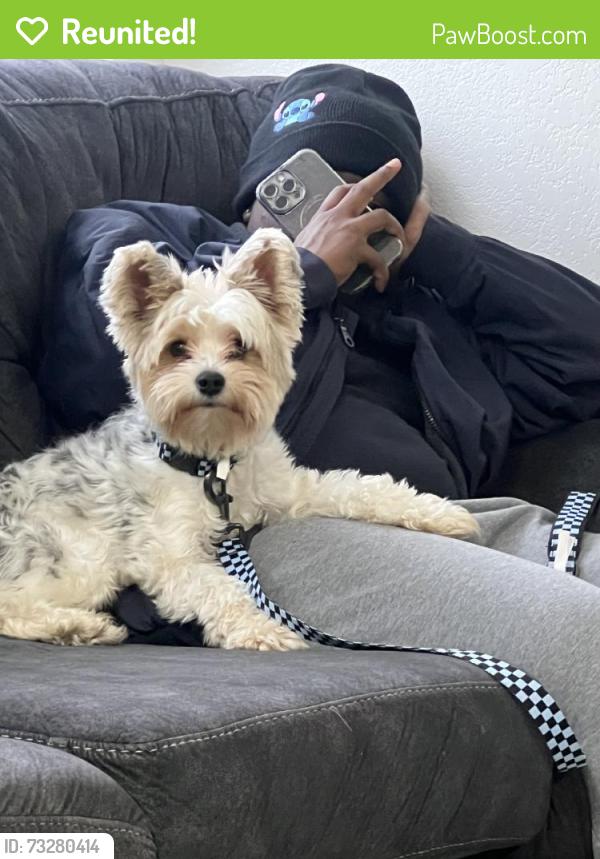 Reunited Male Dog last seen Foster Ln, Killeen, TX 76549, USA, Killeen, TX 76549