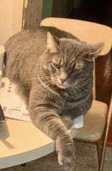 Lost Male Cat last seen crawford amd linken, Columbus, OH 43229
