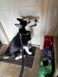 Lost Female Dog last seen Near cr, Little Elm, TX 75068