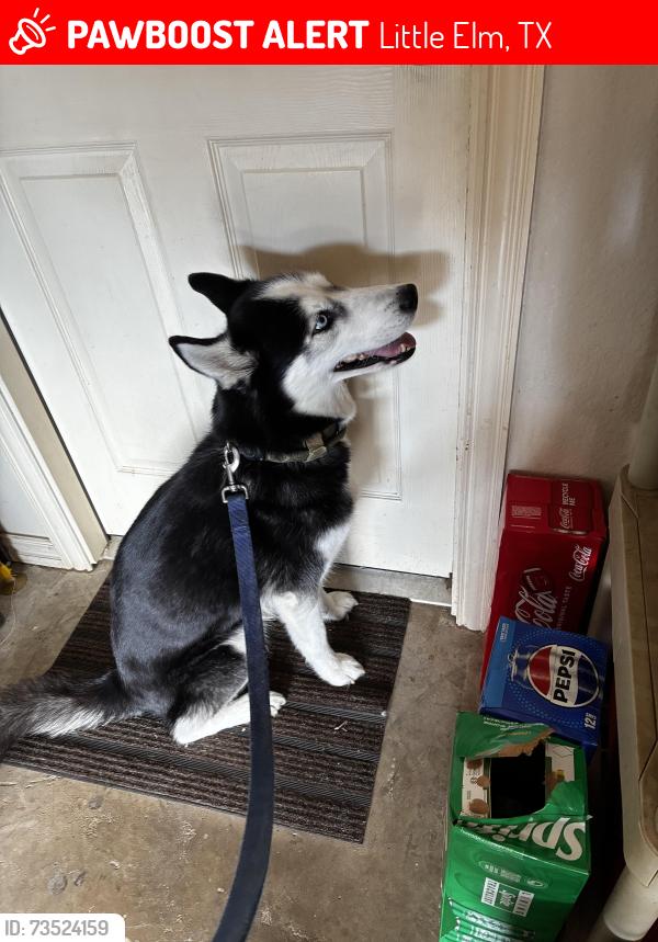 Lost Female Dog last seen Near cr, Little Elm, TX 75068