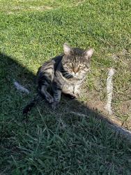 Lost Male Cat last seen Harvest Hill / periwinkle circle Main Street Elk Grove florin Heritage Hill, Elk Grove, CA 95624