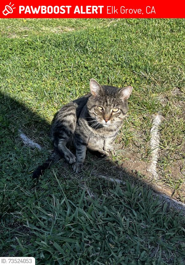 Lost Male Cat last seen Harvest Hill / periwinkle circle Main Street Elk Grove florin Heritage Hill, Elk Grove, CA 95624