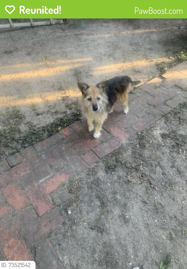 Reunited Male Dog last seen 25th st, Columbus, GA 31901