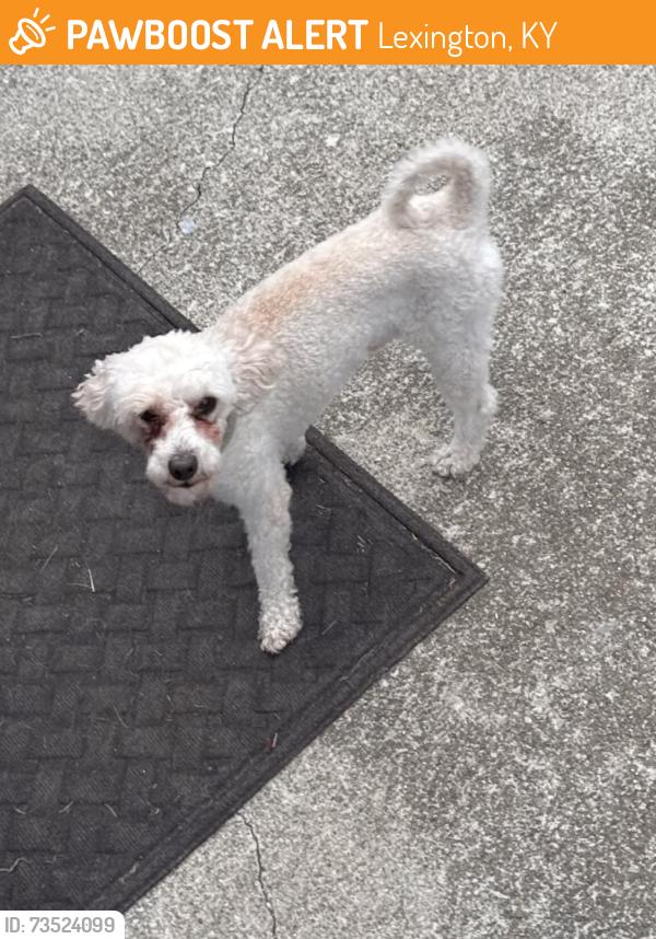 Found/Stray Male Dog last seen Polo club blvd and Man o war blvd, Lexington, KY 40509