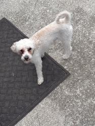 Found/Stray Male Dog last seen Polo club blvd and Man o war blvd, Lexington, KY 40509