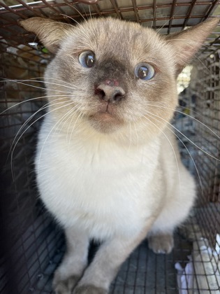 Shelter Stray Unknown Cat last seen 300-blk. Shorewood Dr., Duncanville, TX, 1150 E Pleasant Run Rd, Cedar Hill, TX 75104, USA