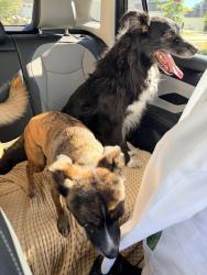 Found/Stray Unknown Dog last seen William Few Parkway, Columbia County, GA 30813