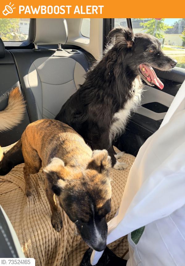 Found/Stray Unknown Dog last seen William Few Parkway, Columbia County, GA 30813