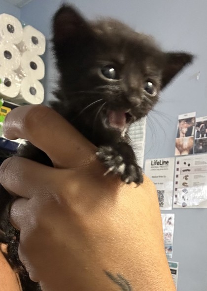Shelter Stray Female Cat last seen Near Rogers Lake Road, 30058, GA, 3280 Chamblee Dunwoody Rd, Chamblee, GA 30341, USA