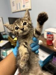 Shelter Stray Female Cat last seen Near Rogers Lake Road, 30058, GA, 3280 Chamblee Dunwoody Rd, Chamblee, GA 30341, USA