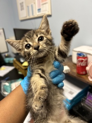 Shelter Stray Female Cat last seen Near Rogers Lake Road, 30058, GA, 3280 Chamblee Dunwoody Rd, Chamblee, GA 30341, USA
