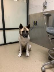 Shelter Stray Female Dog last seen Near CLEMMONS RD, West District, TX, 355 Hillshire Dr, Haslet, TX 76052, USA