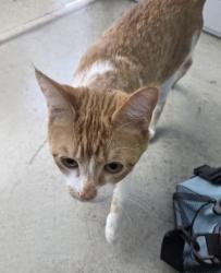 Shelter Stray Female Cat last seen Near Ridgeland Dr, East District, TX, 355 Hillshire Dr, Haslet, TX 76052, USA