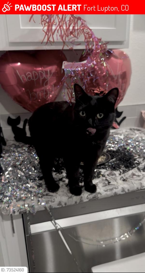 Lost Female Cat last seen Train tracks behind rec center/soccer field, Fort Lupton, CO 80621