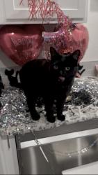 Lost Female Cat last seen Train tracks behind rec center/soccer field, Fort Lupton, CO 80621
