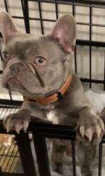 Lost Male Dog last seen Chapman by park, Lancaster, TX 75134