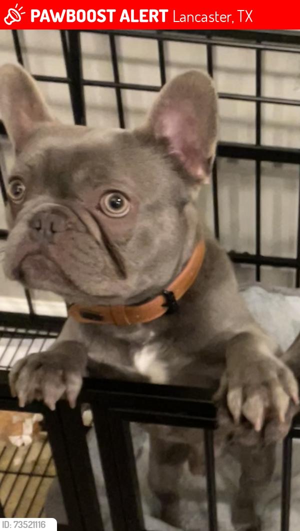 Lost Male Dog last seen Chapman by park, Lancaster, TX 75134