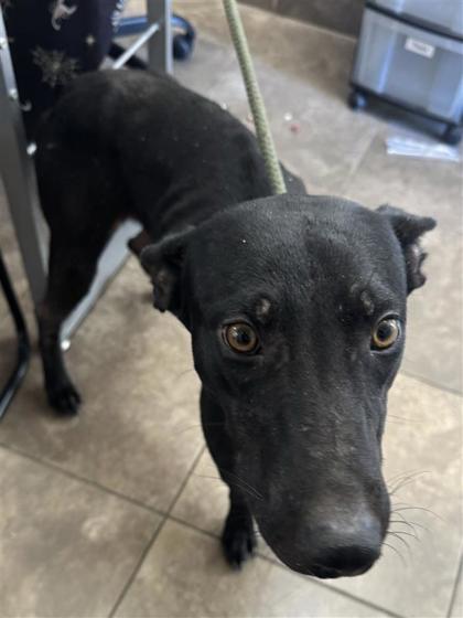 Shelter Stray Male Dog last seen Near GRANGER DAM RD, Williamson County, TX, 1855 SE Inner Loop, Georgetown, TX 78626, USA