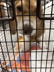 Shelter Stray Male Dog last seen Near Raccoon Valley, Knox County ASO, TN, 3201 Division St, Knoxville, TN 37919, USA