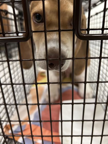 Shelter Stray Male Dog last seen Near Raccoon Valley, Knox County ASO, TN, 3201 Division St, Knoxville, TN 37919, USA
