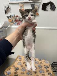 Shelter Stray Female Cat last seen Near E 26th, 64127, MO, 7077 Elmwood Ave, Kansas City, MO 64132, USA