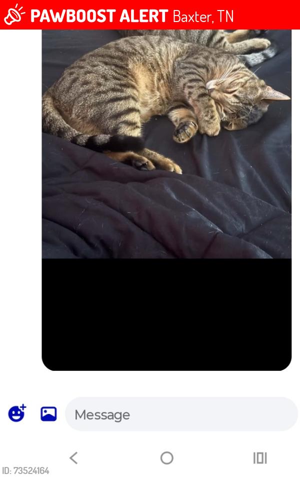 Lost Female Cat last seen Volunteer fire station on burgess falls rd, Baxter, TN 38544