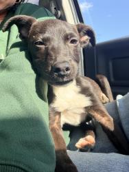 Found/Stray Female Dog last seen Pearson kids park, Lenoir County, NC 28504