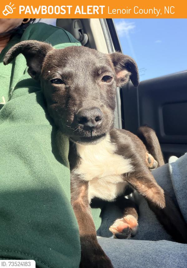 Found/Stray Female Dog last seen Pearson kids park, Lenoir County, NC 28504