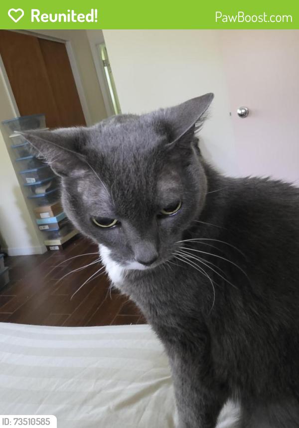 Reunited Female Cat last seen Needham and Halsey Court in Circle C, Austin, TX 78739