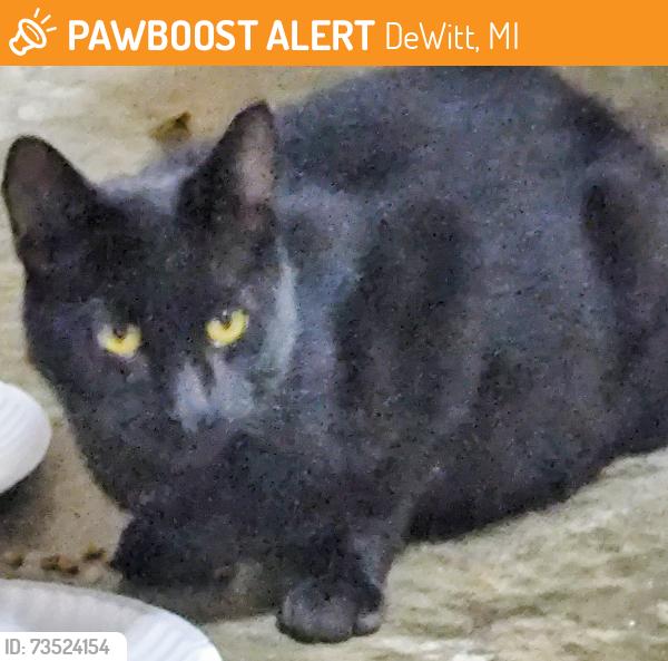 Found/Stray Male Cat last seen Cutler/Bridge Street, DeWitt, MI 48820