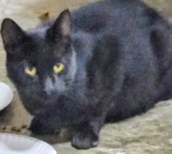 Found/Stray Male Cat last seen Cutler/Bridge Street, DeWitt, MI 48820