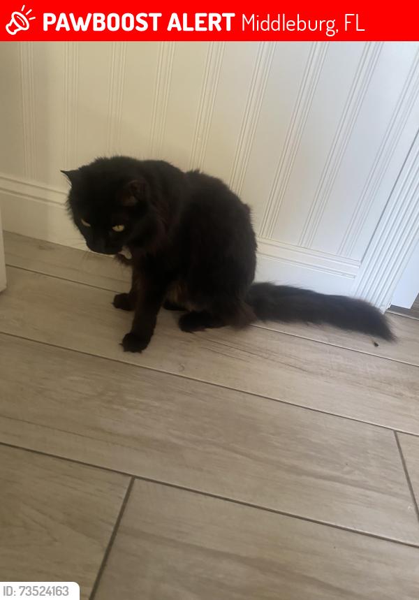 Lost Male Cat last seen Across Whyties, Middleburg, FL 32068