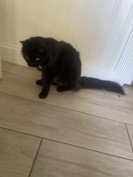 Lost Male Cat last seen Across Whyties, Middleburg, FL 32068