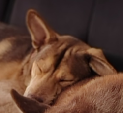 Lost Male Dog last seen Westcrest Dr, Edgecliff Rd, Crowley Rd, Fort Worth, TX 76134