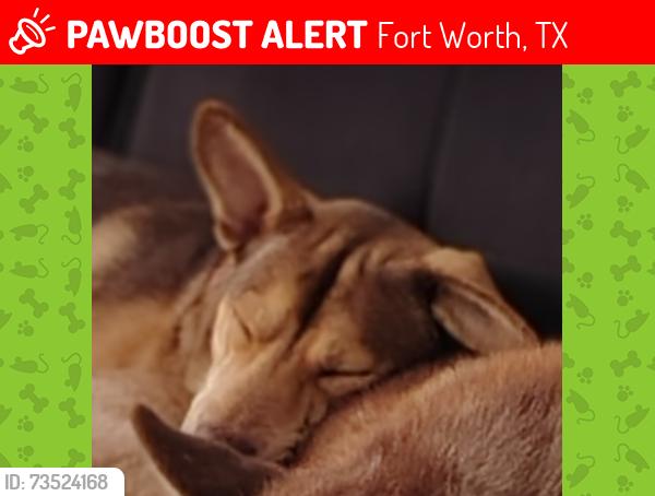 Lost Male Dog last seen Westcrest Dr, Edgecliff Rd, Crowley Rd, Fort Worth, TX 76134