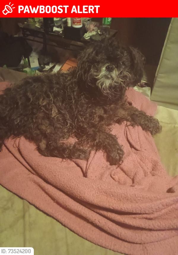 Lost Male Dog last seen Meadowbrook rd Meadowbrook West Virginia, Harrison County, WV 26404