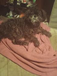 Lost Male Dog last seen Meadowbrook rd Meadowbrook West Virginia, Harrison County, WV 26404